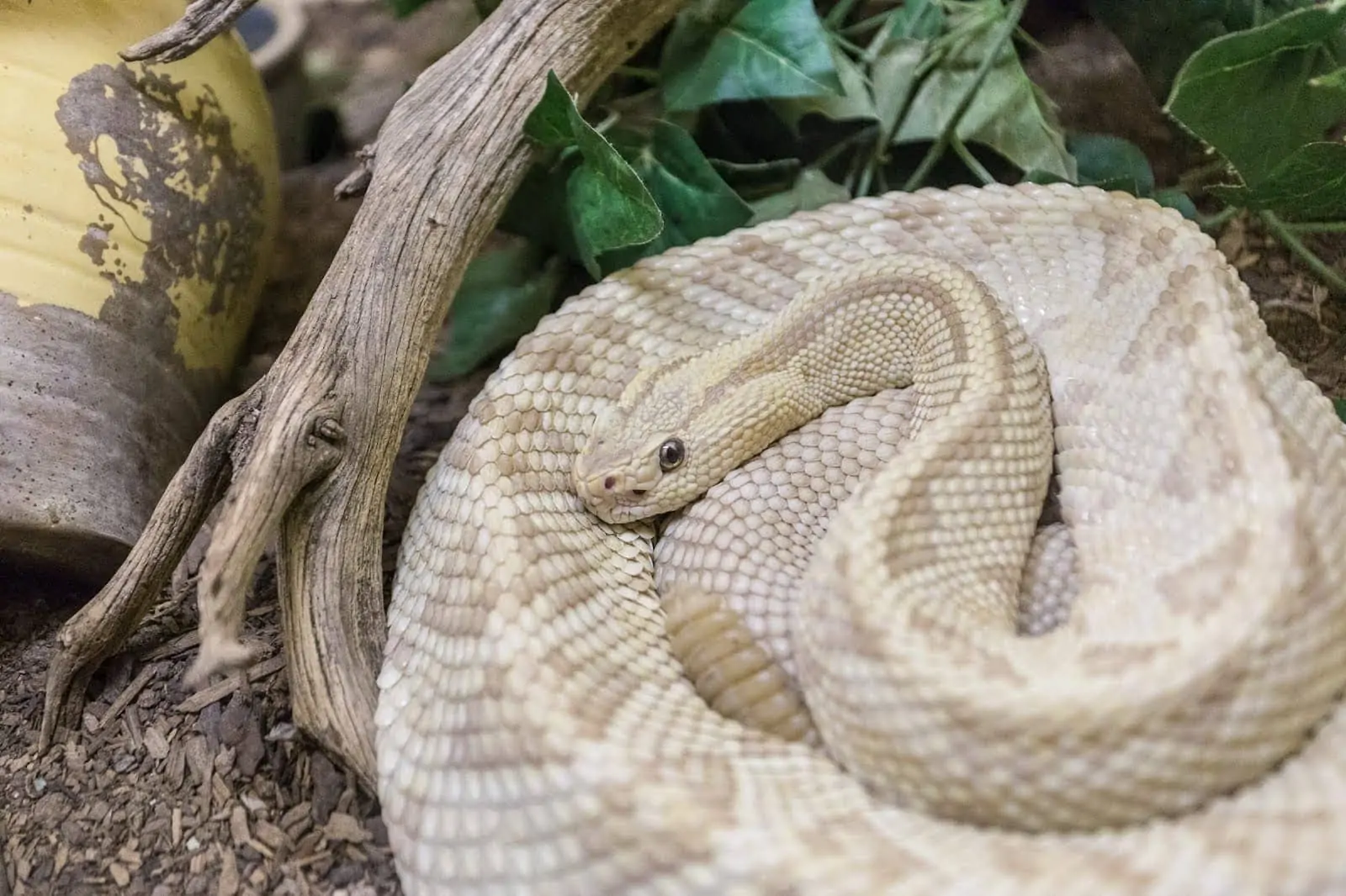 Albuquerque Rattlesnake museum_by_Laurence Norah Albuquerque Rattlesnake museum_by_Laurence Norah