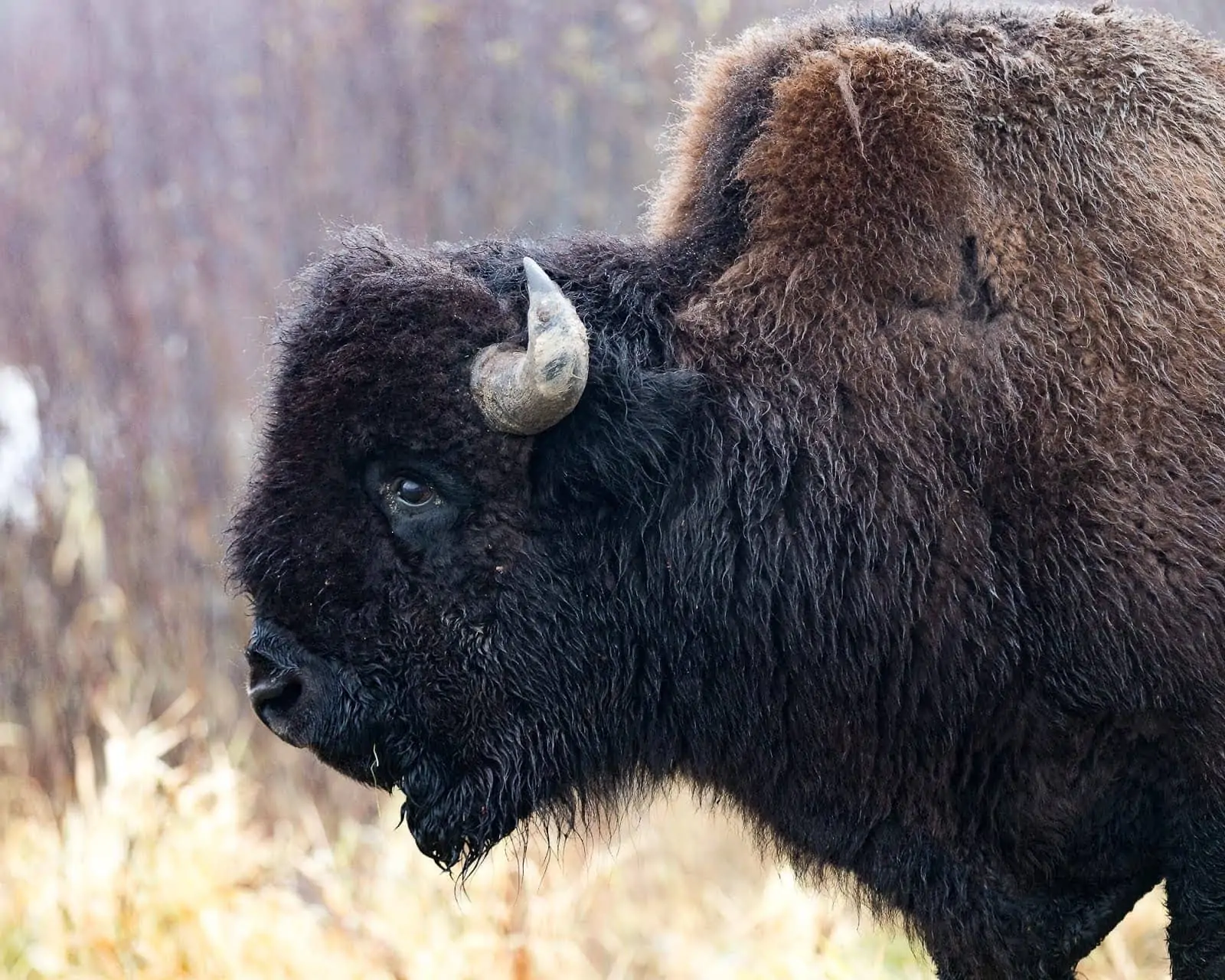 Bison at Elk Island National Park