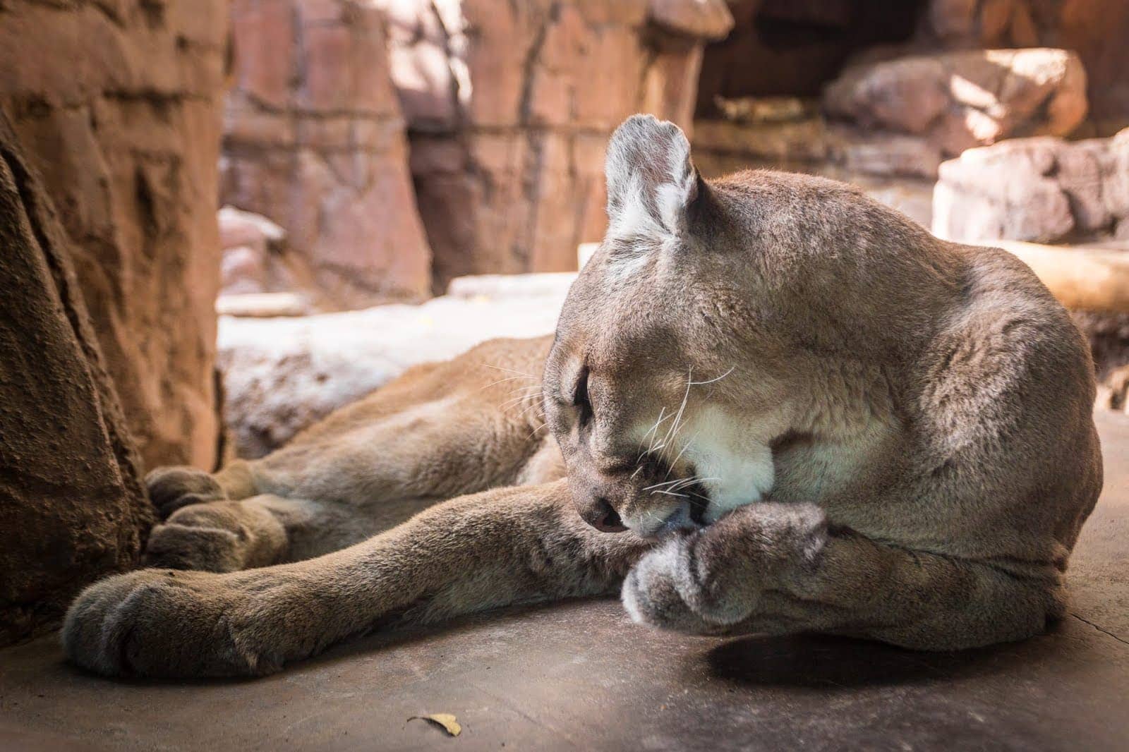 Mountain lion Albuquerque Zoo_by_Laurence Norah