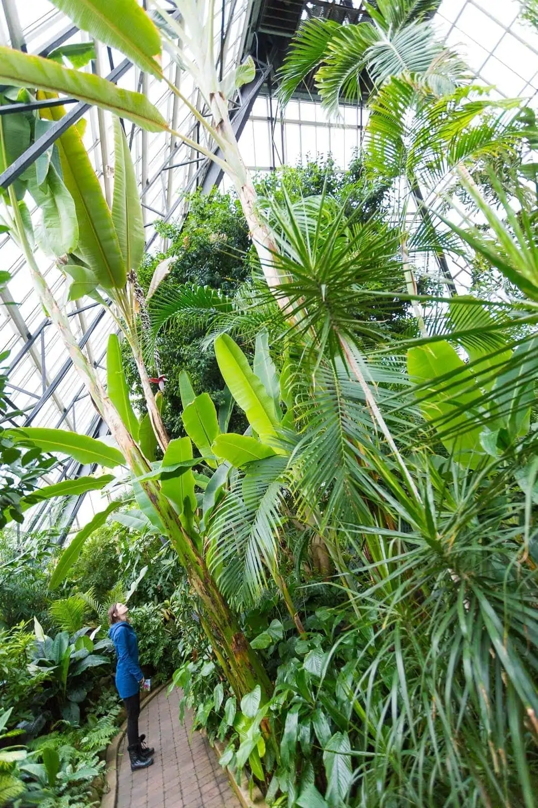 The four glass pyramids of the Muttart Conservatory in Edmonton