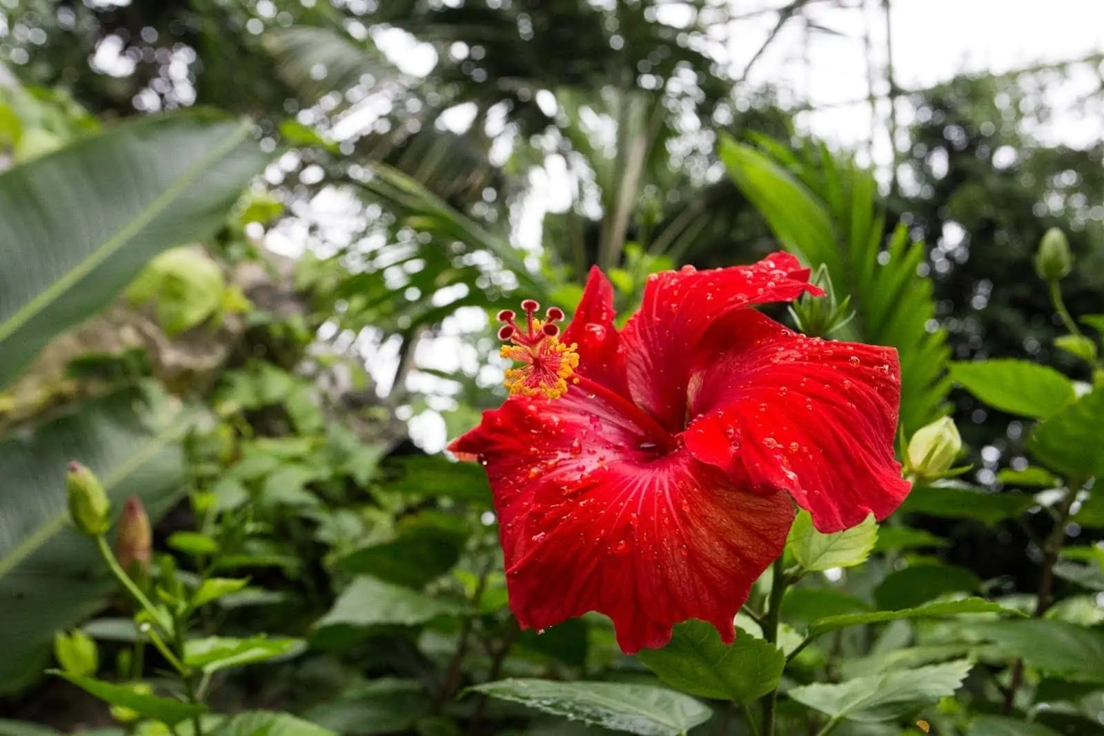 Tropical pyramid interior at the Muttart Conservatory