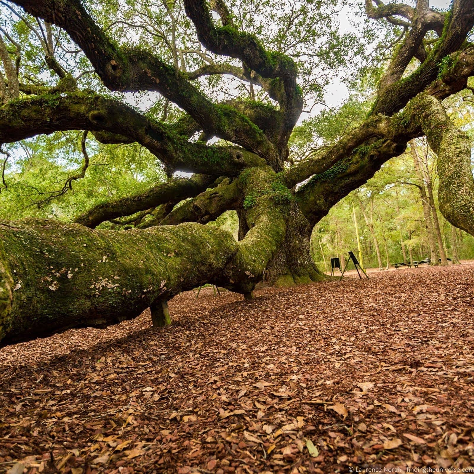 Angel Oak Tree%252C Charleston_by_Laurence Norah