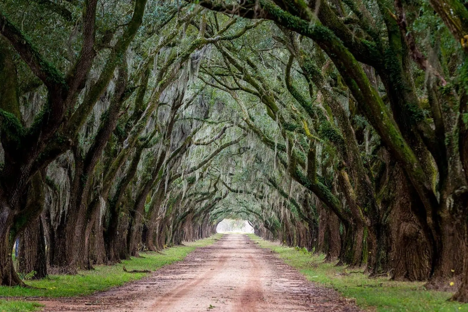 Evergreen plantation_by_Laurence Norah-4 how much does it cost to travel in the USA