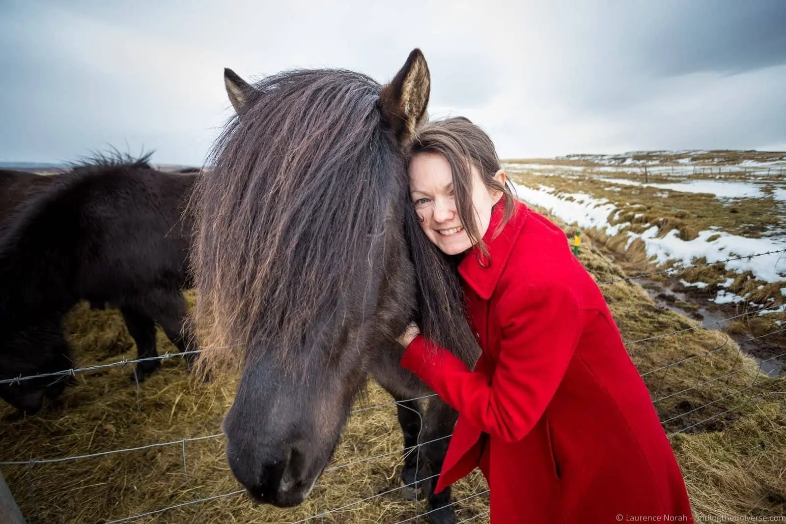 Icelandic2BHorses_by_Laurence2BNorah