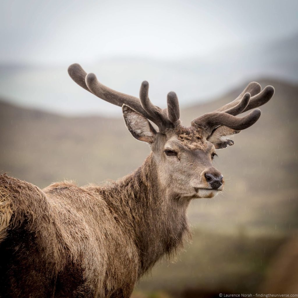 Colin Murdoch Highland experience deer and argo