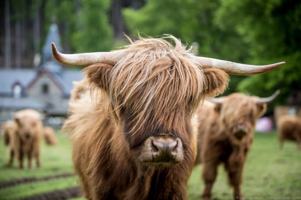 Highlands Cows Braemore Square Country House B &amp; B
