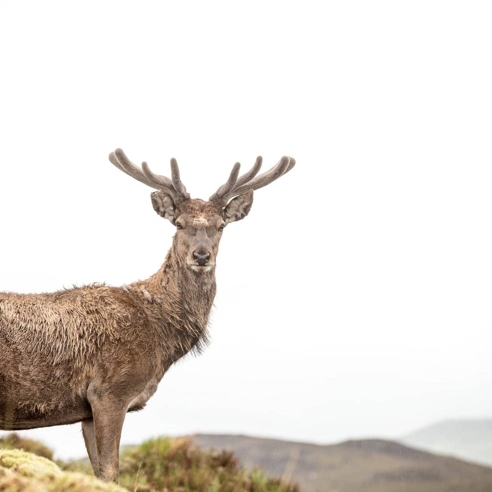 Colin Murdoch Highland experience deer and argo