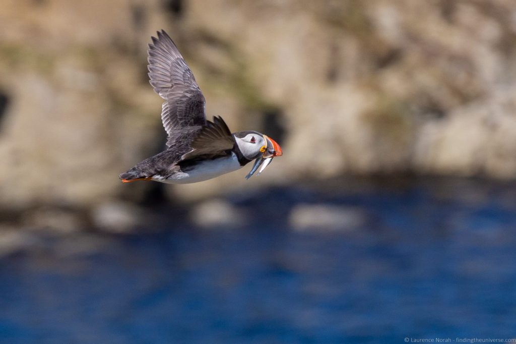 Puffin Isle of May Scottish Seabird Centre