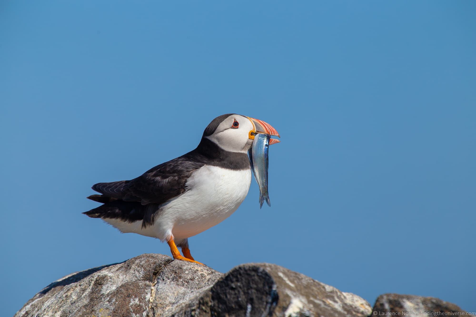 Puffin in Scotland