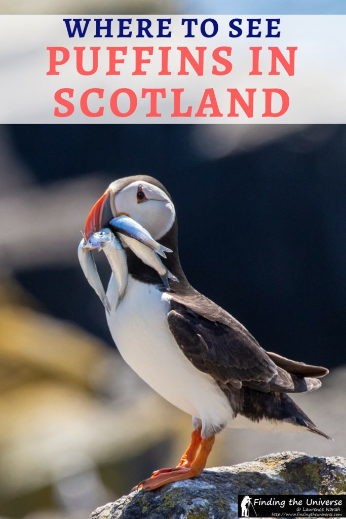 A guide to seeing puffins in Scotland from the Scottish Seabird Center in North Berwick - a perfect day trip from Edinburgh!