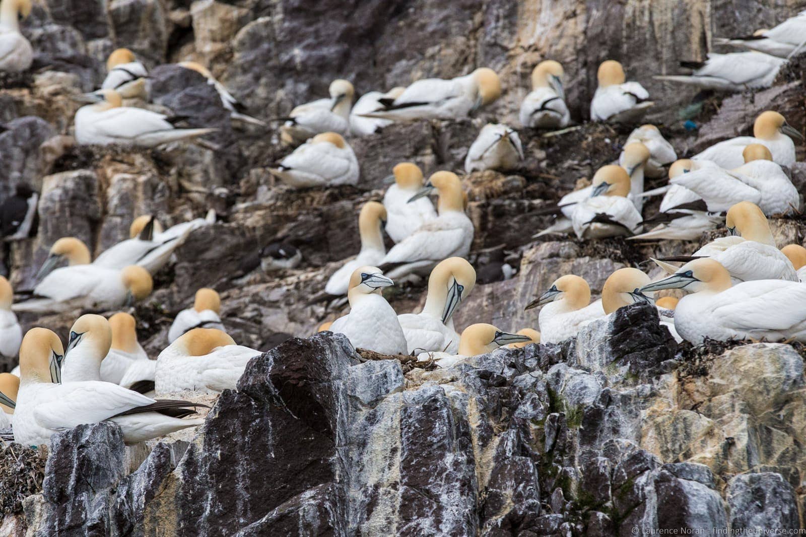 Scottish Seabird Centre