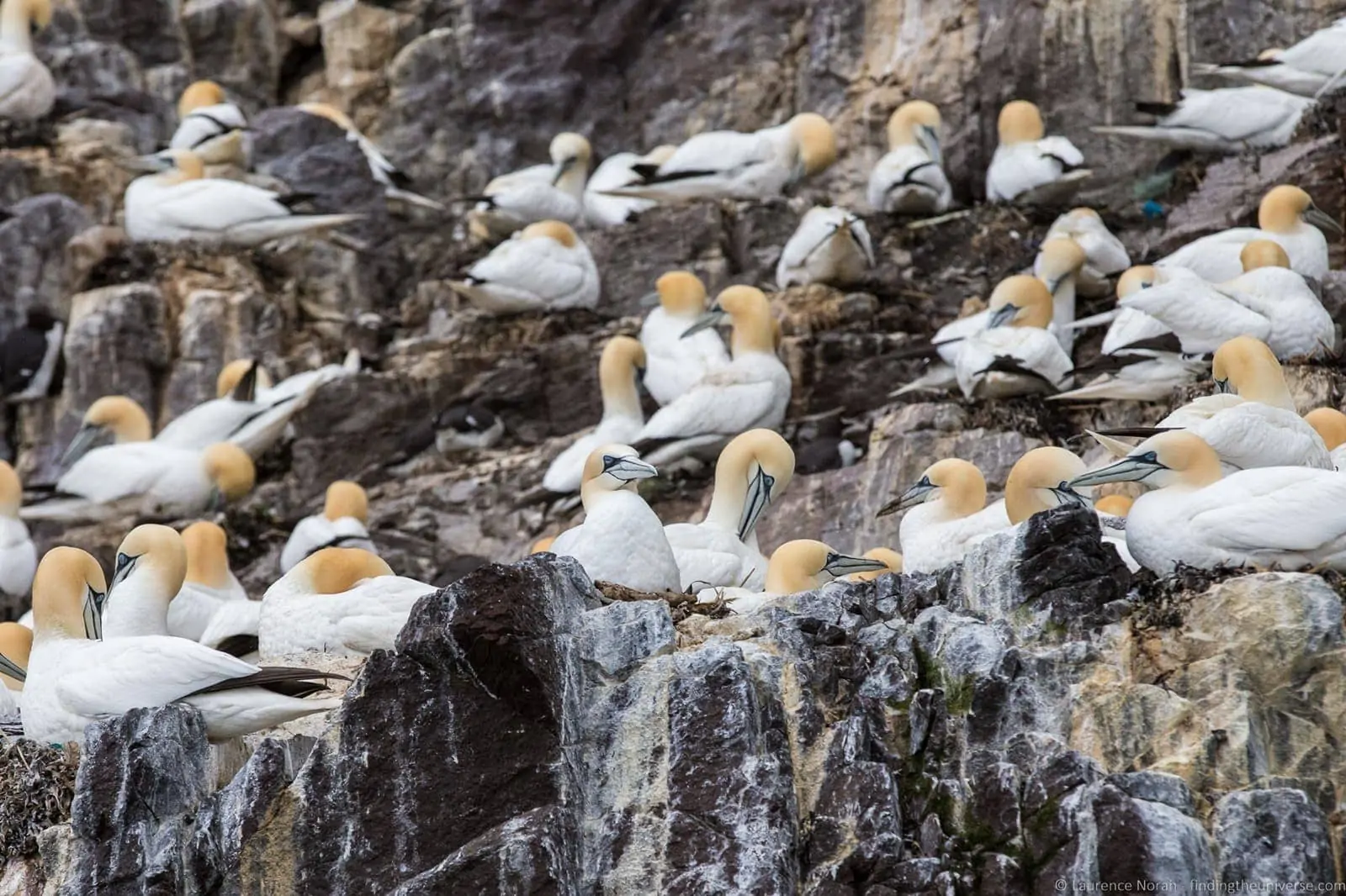 Scottish Seabird Centre Scottish Seabird Centre