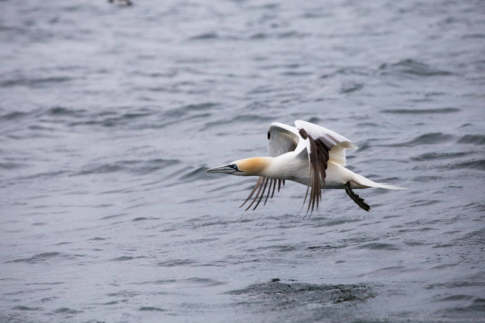 Scottish Seabird Centre