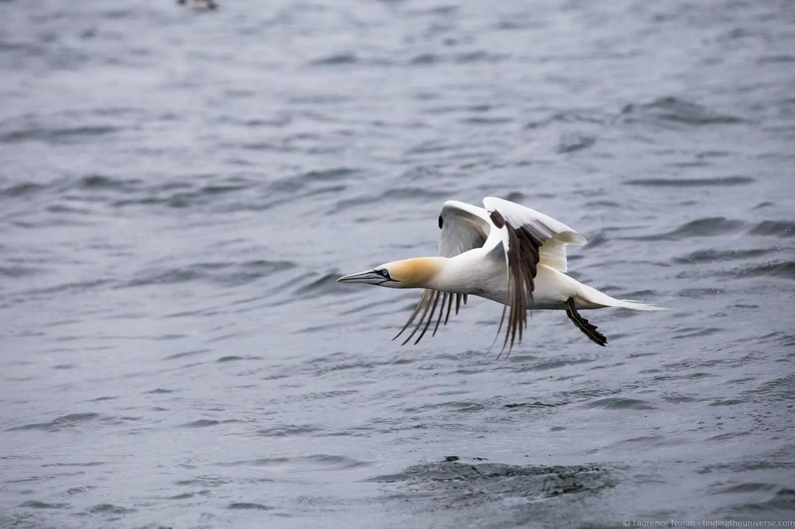 Scottish Seabird Centre Scottish Seabird Centre