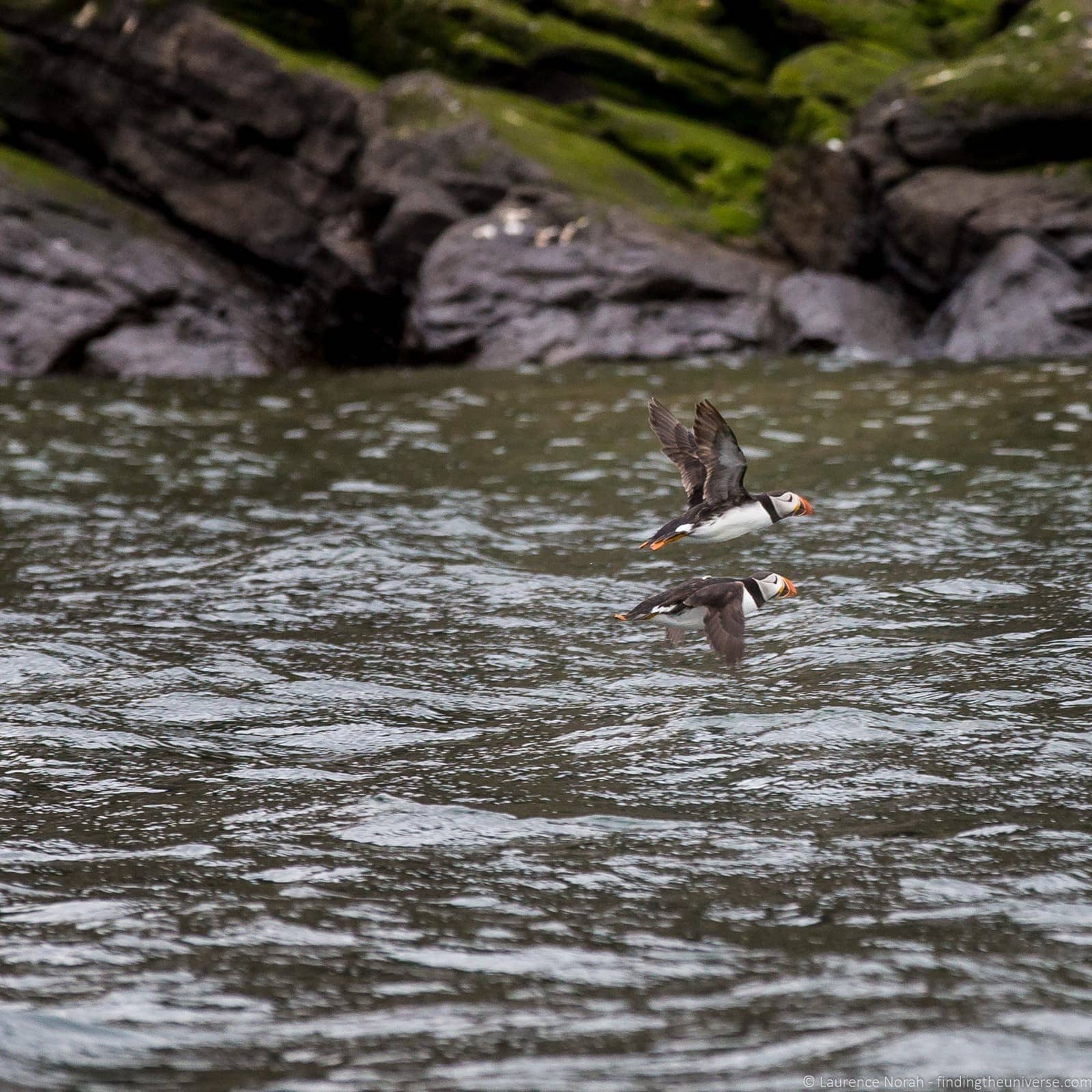 Scottish seabird center boat ride