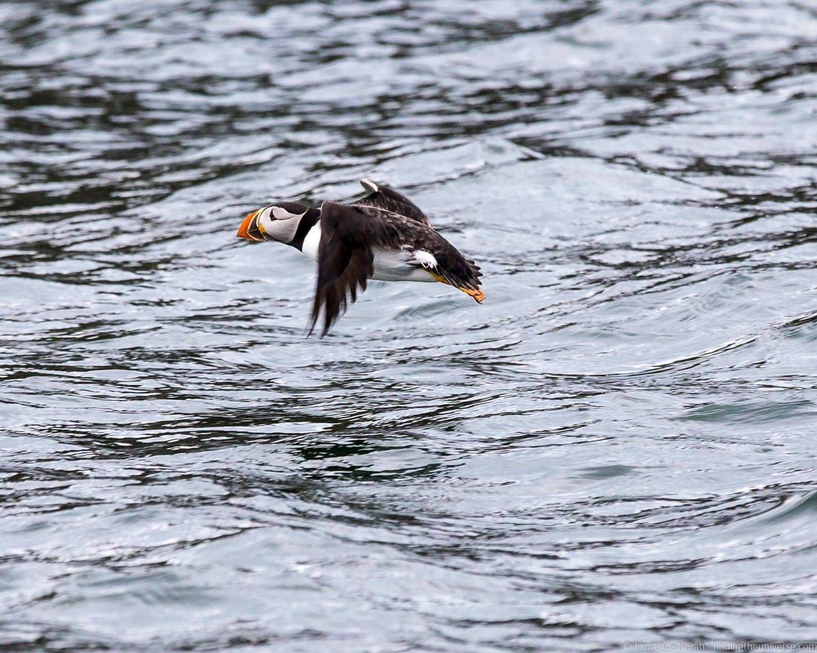 Scottish seabird center boat ride