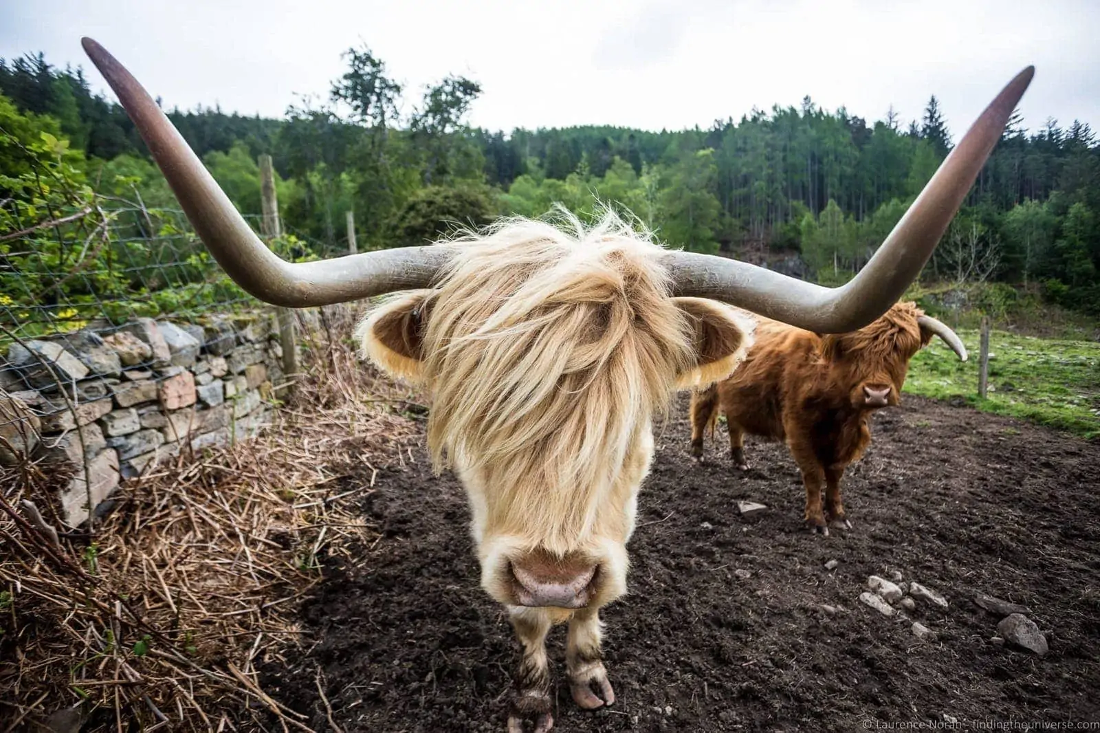 White Highland Coo NC500 White Highland Coo NC500