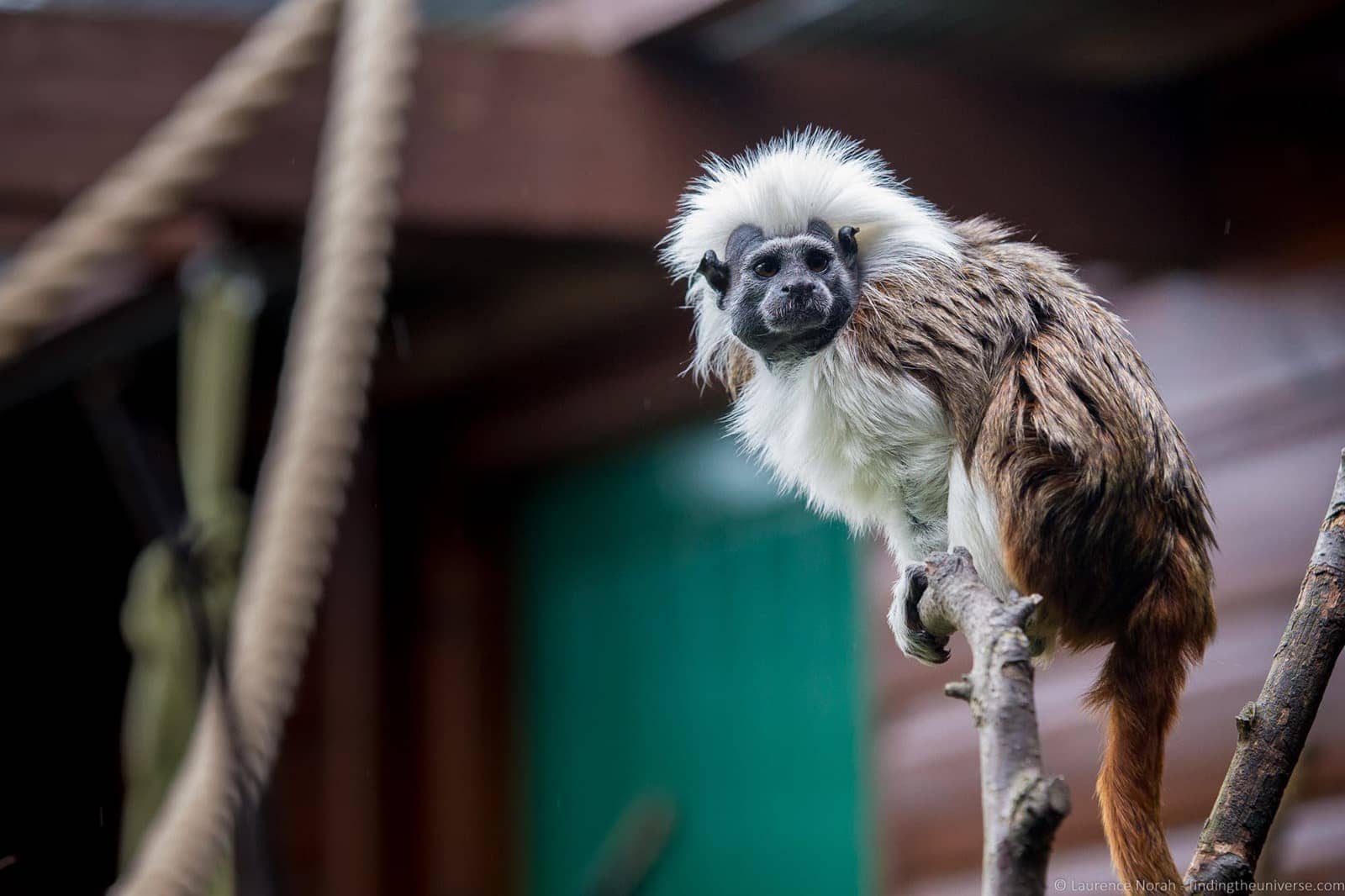 Monkey Haven Isle of Wight