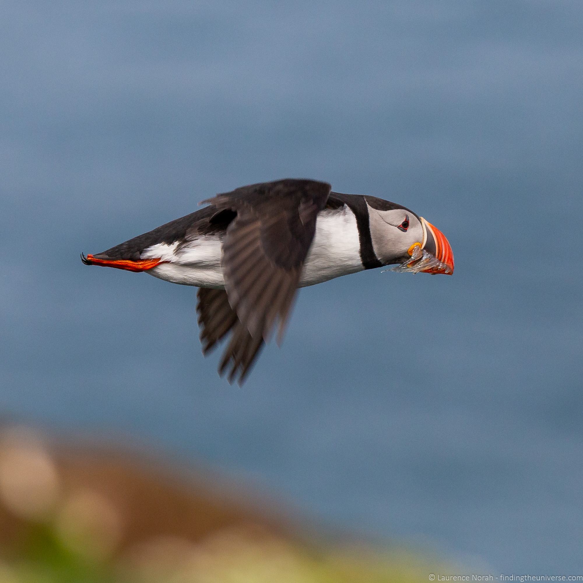 Puffin in flight