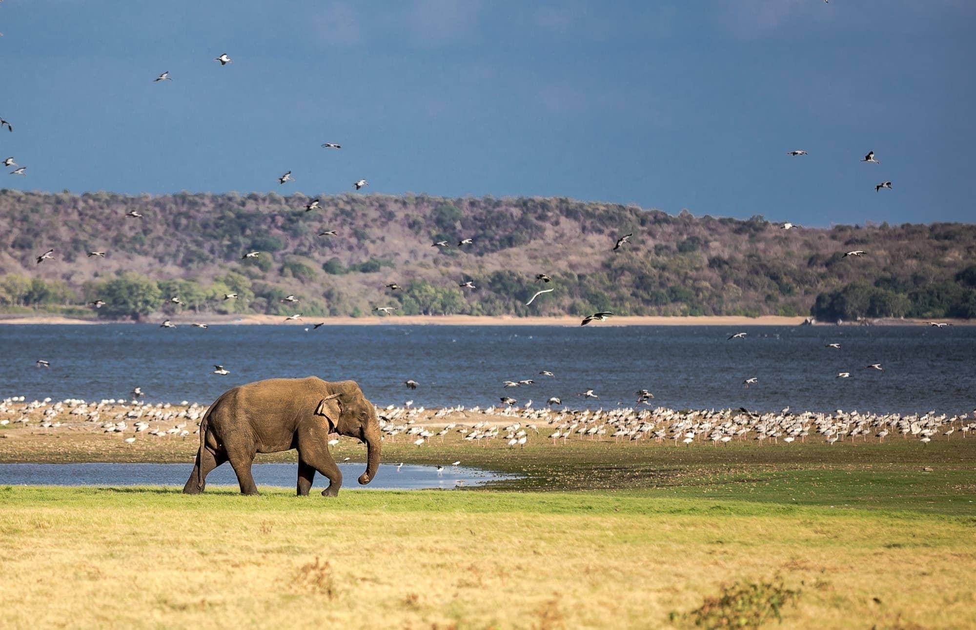 Elephant in Sri Lanka