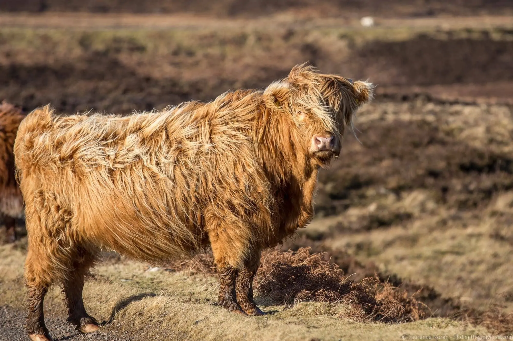 Highland Cow on the NC500