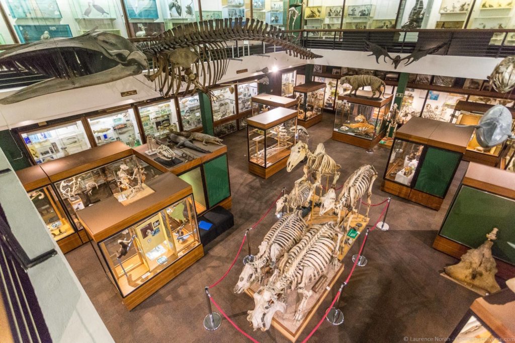 Aberdeen Zoology Museum