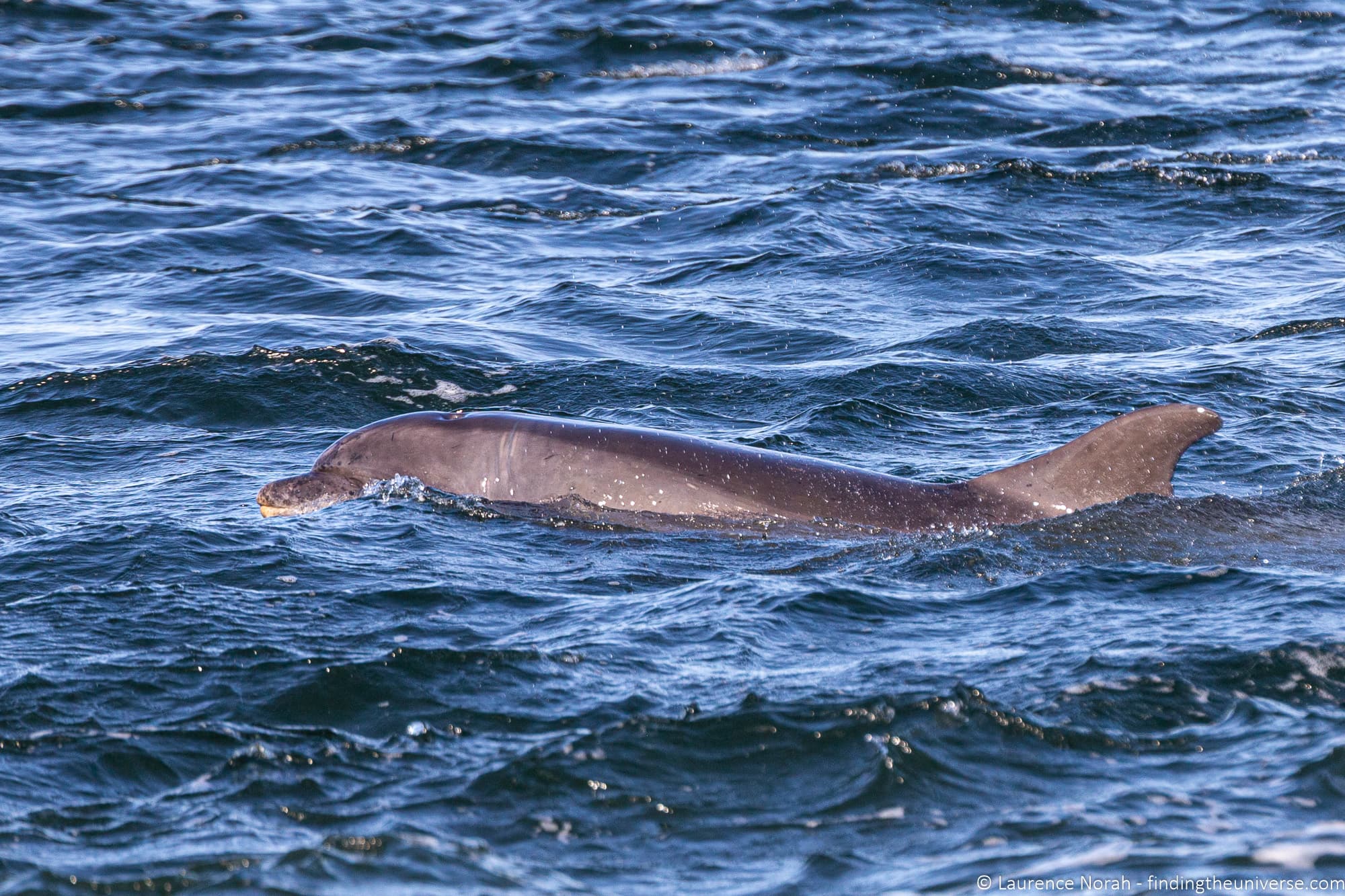 Chanonry Point Bottlenose dolphin