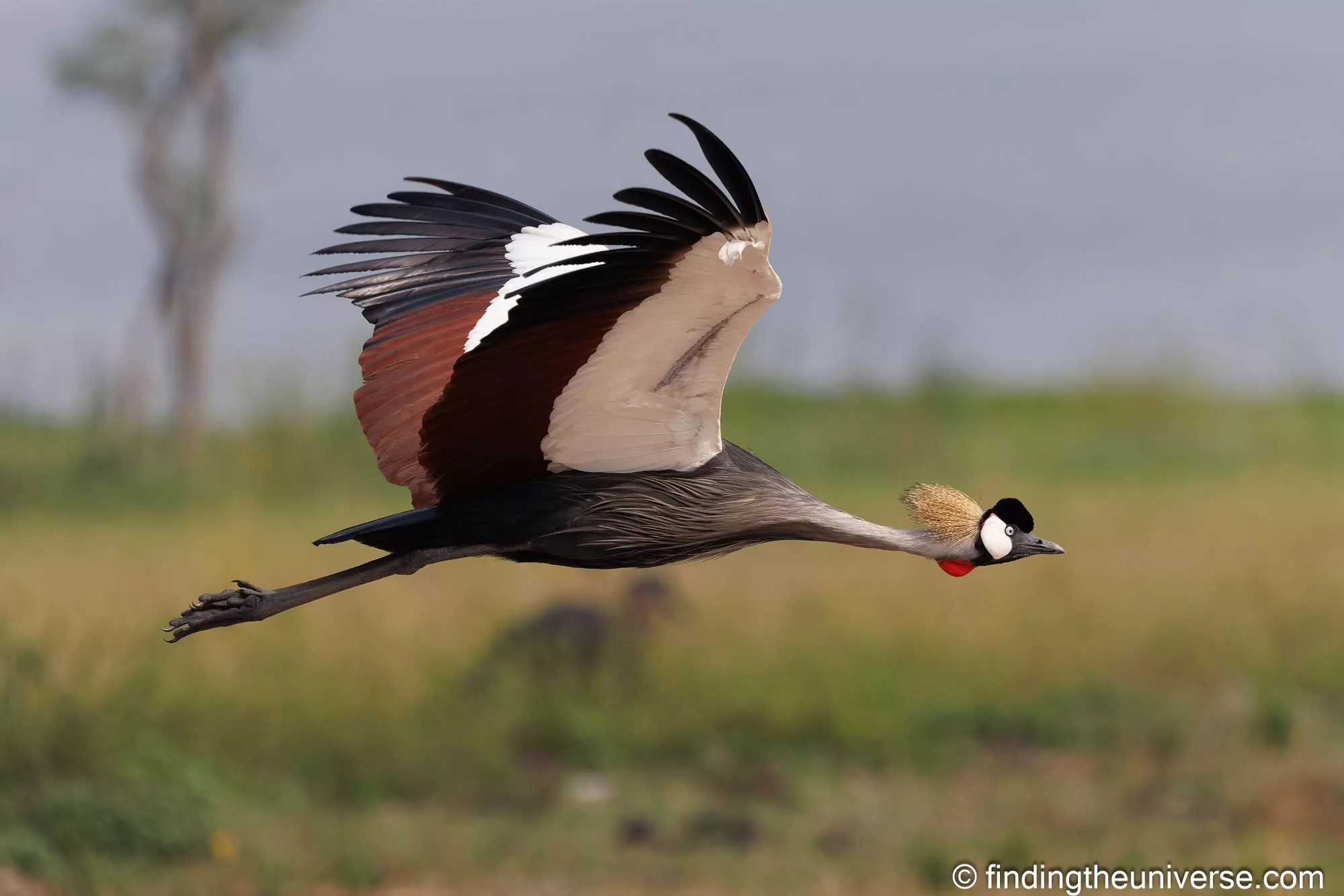 Crowned crane Uganda by Laurence Norah