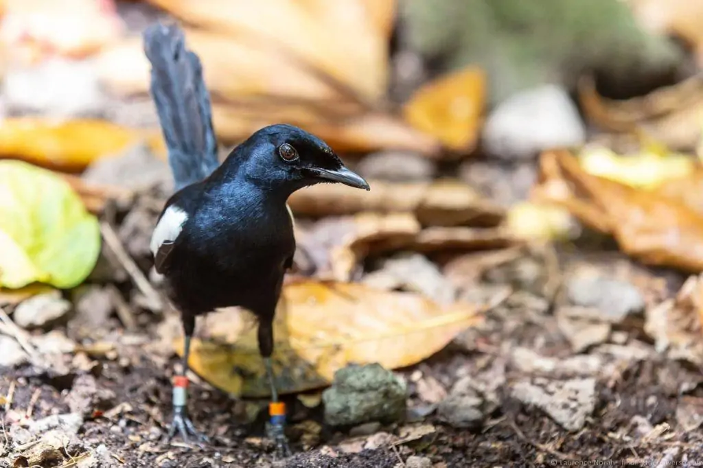 Seychelles magpie robin