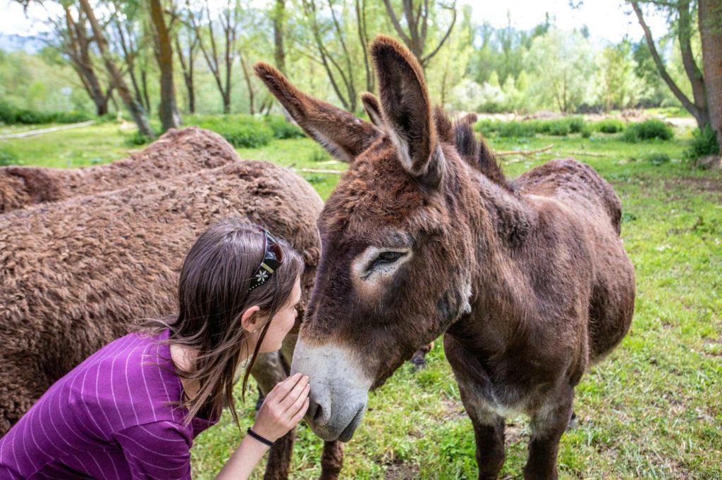 Catalan donkeys Rucs i Aventures La Cerdanya