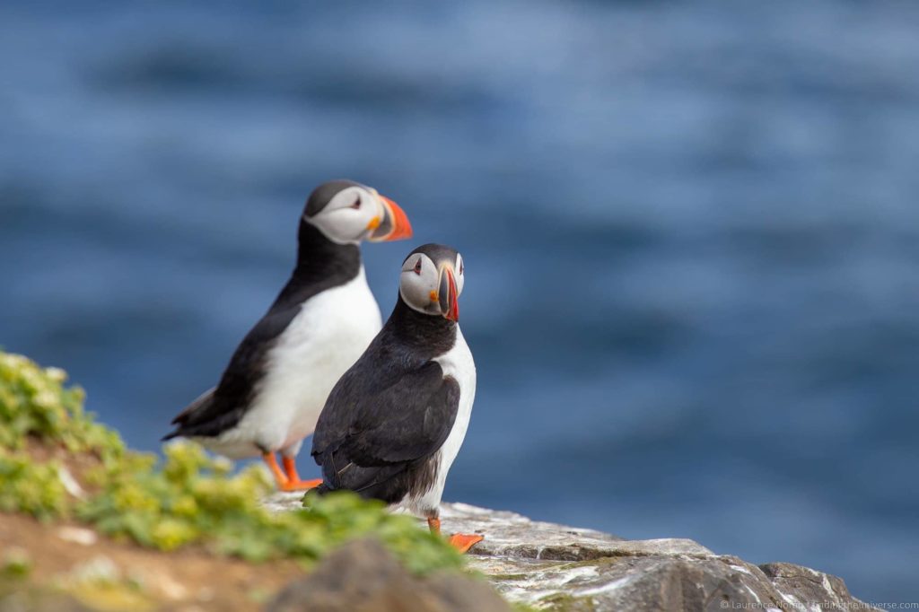 Tours of Iceland - Puffins Iceland