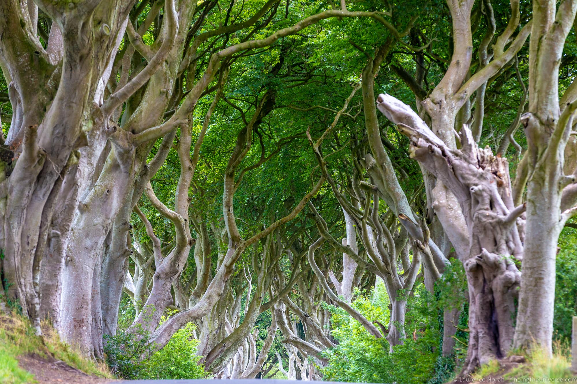 Dark Hedges Ireland