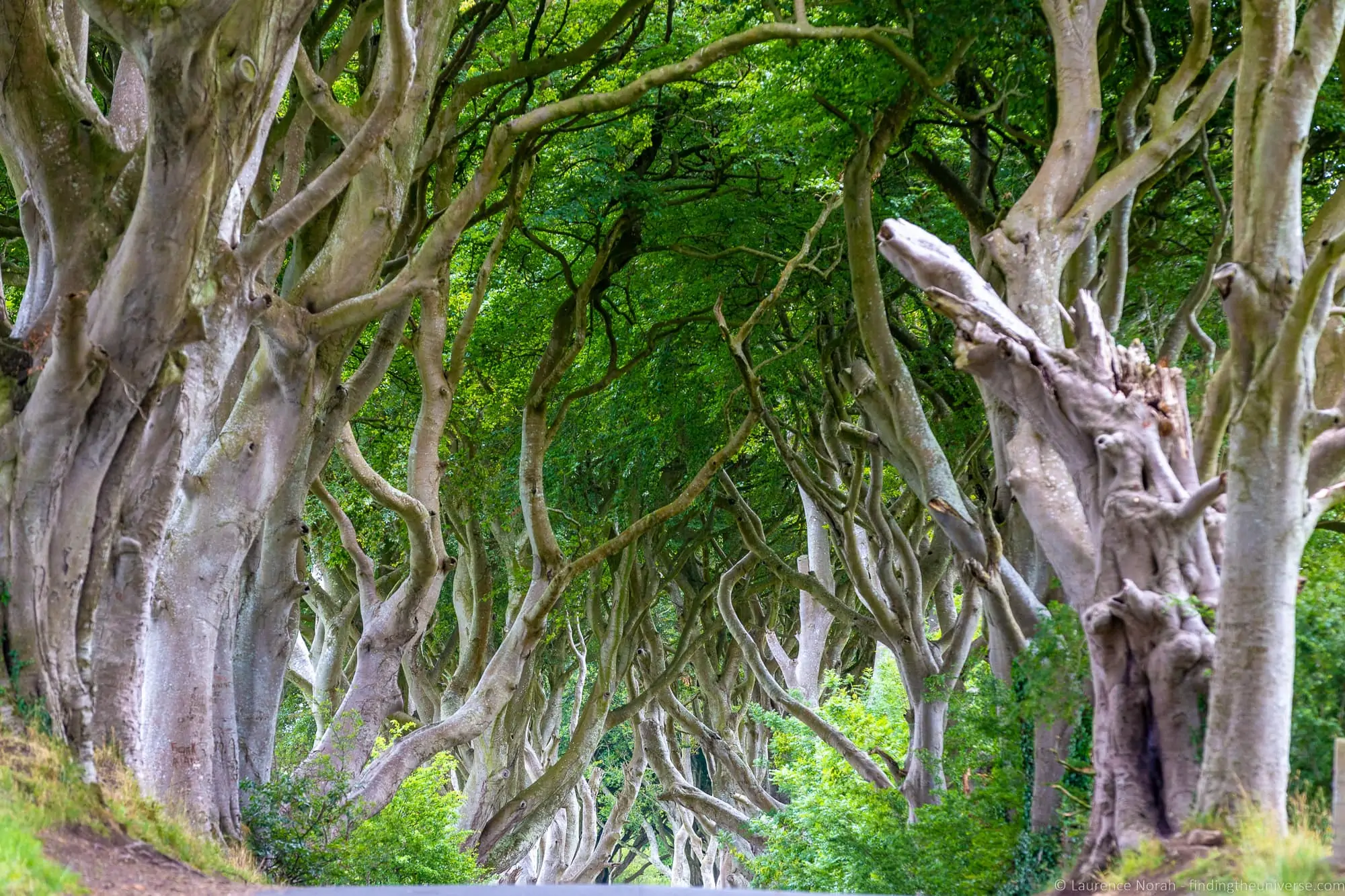 The Dark Hedges as the Kingsroad, Game of Thrones Season 2 Episode 1 'The North Remembers'