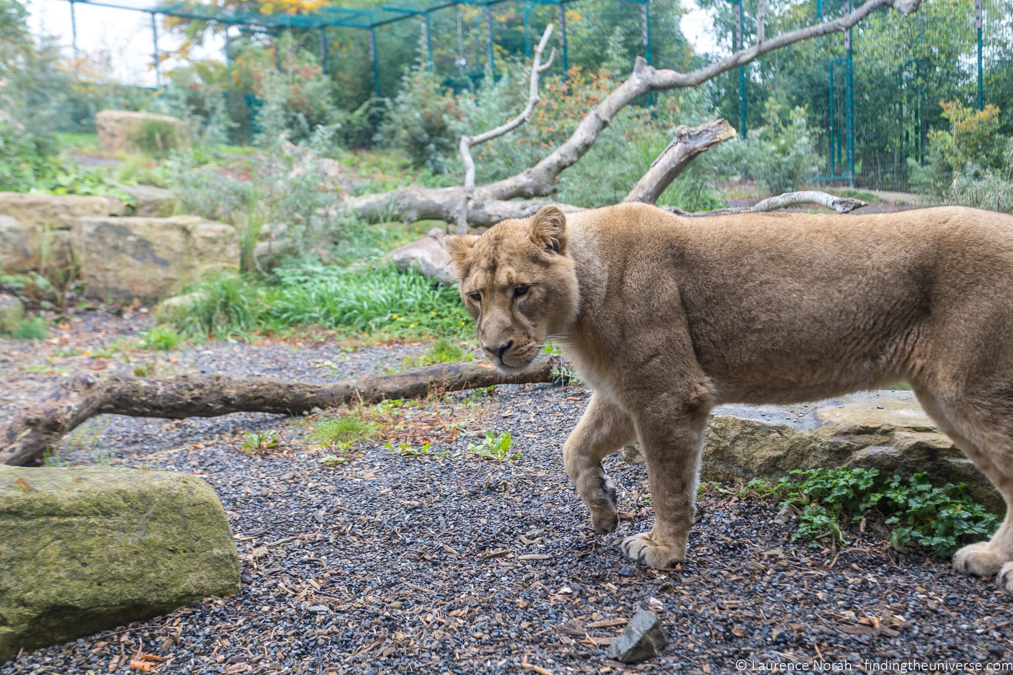 Dublin Zoo