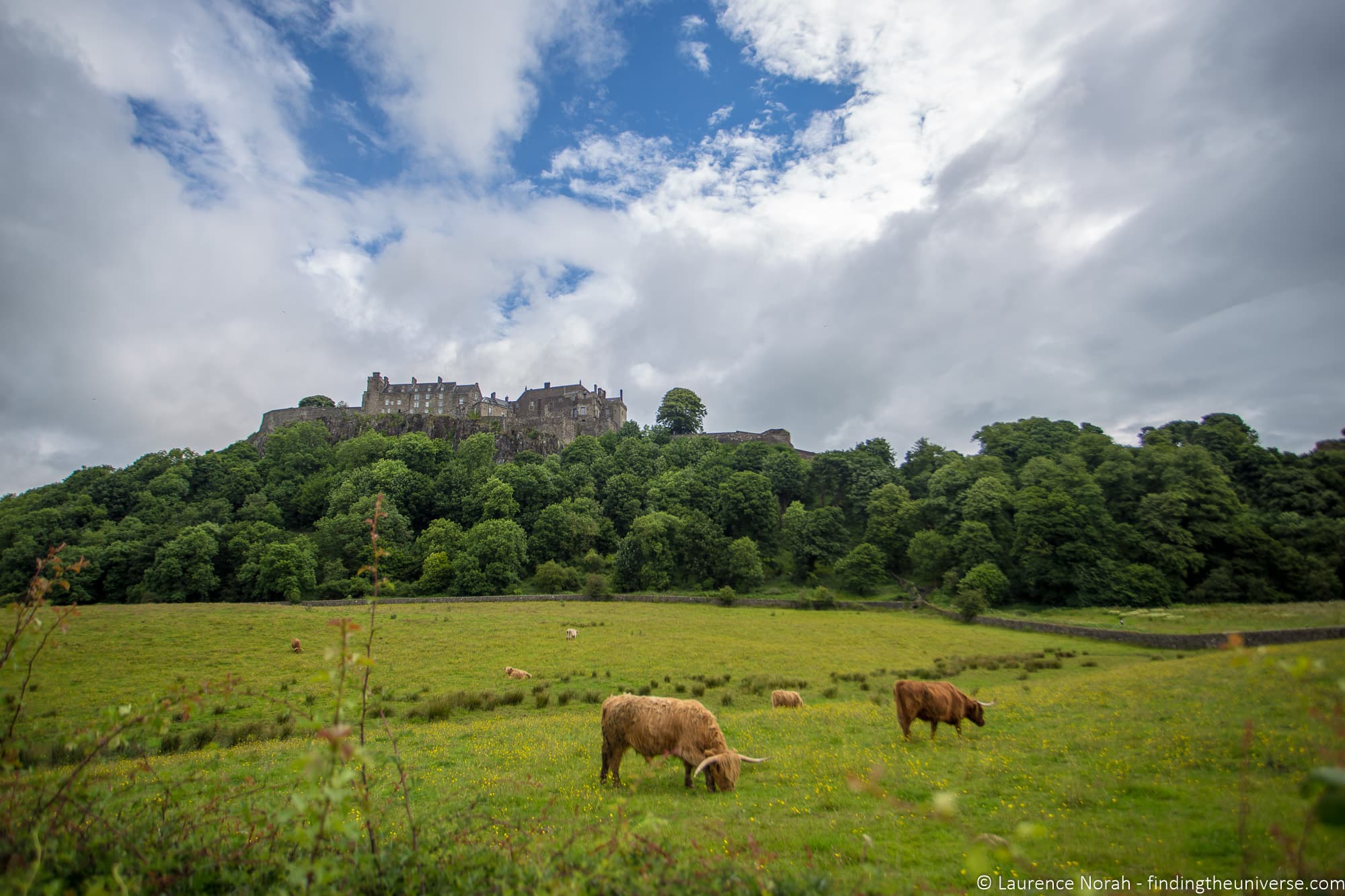 Stirling Castle and highland coos