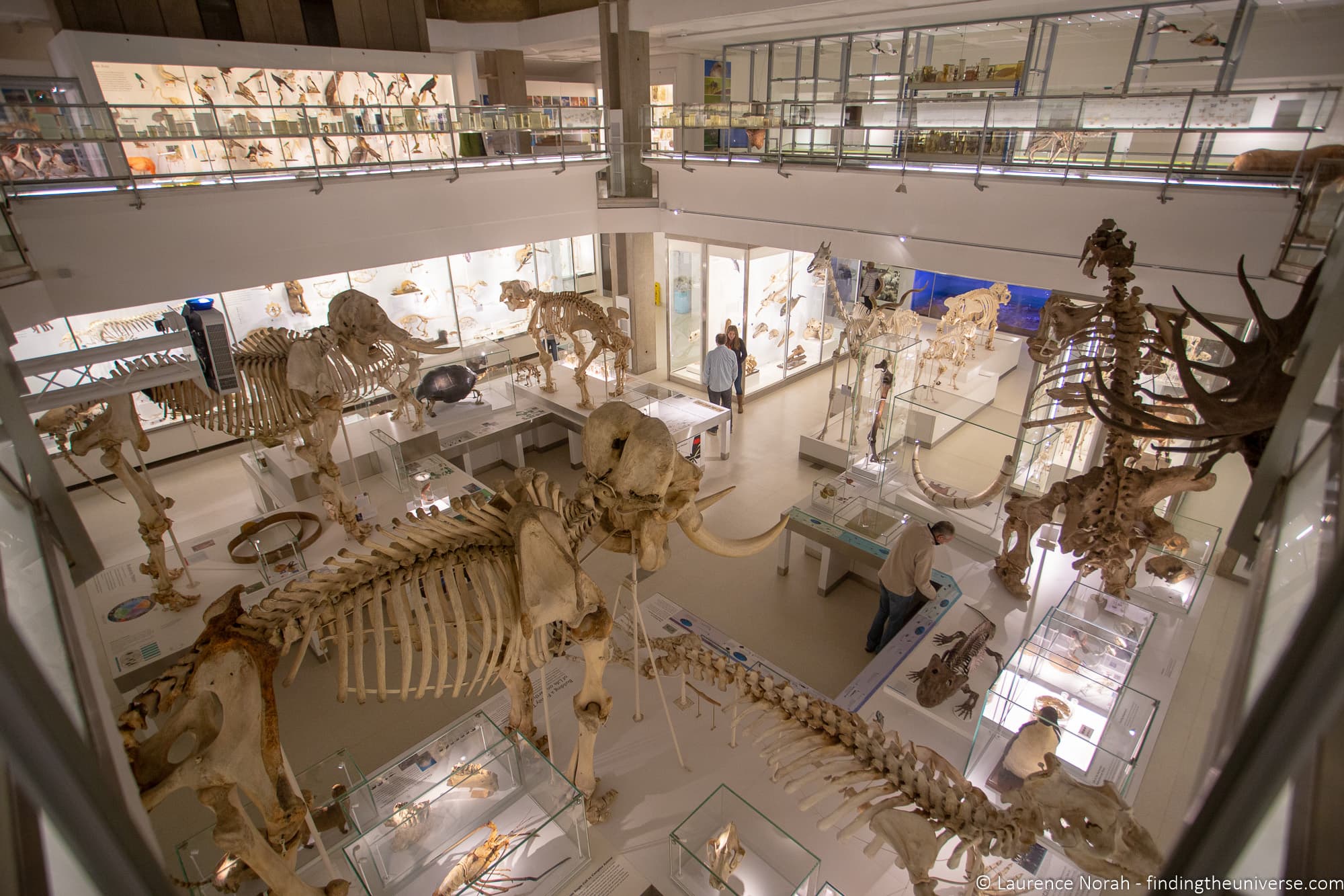 Museum of Zoology Cambridge