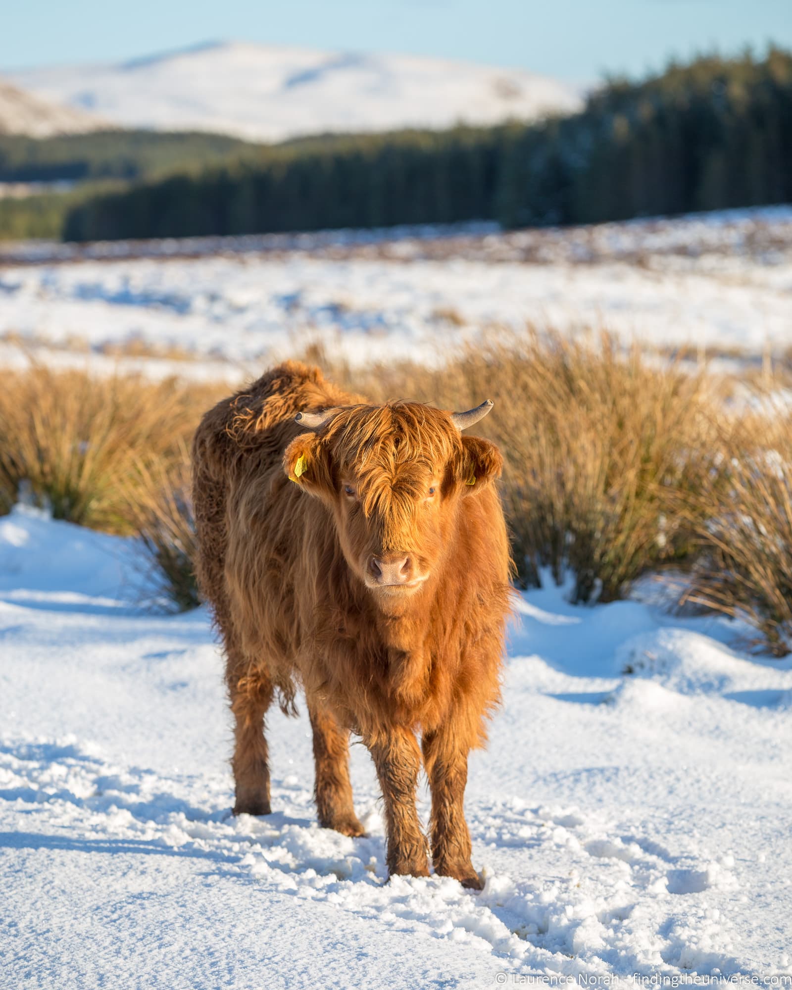 Snowy highland coo