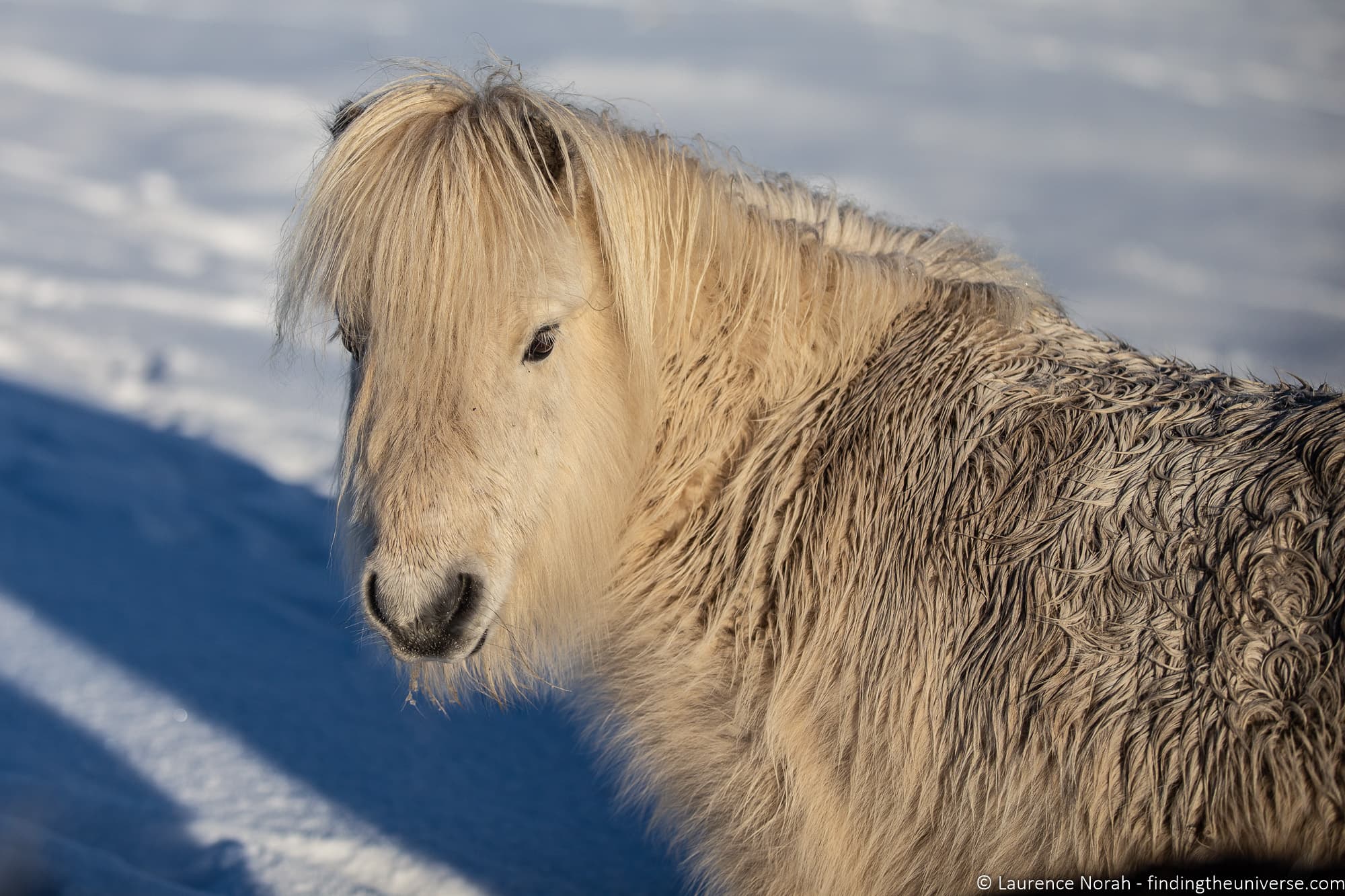 Shetland pony