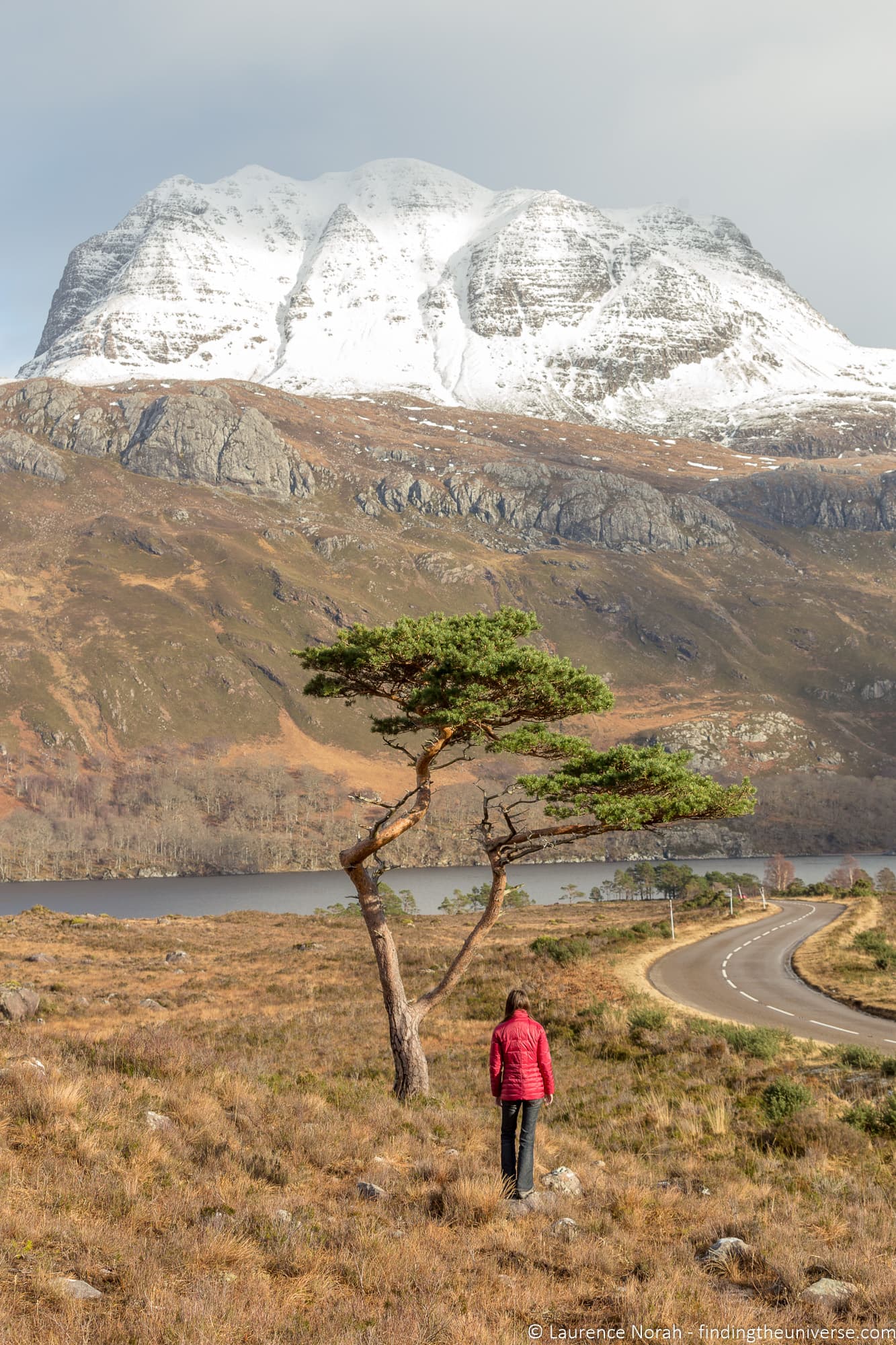 Lone pine Loch Maree