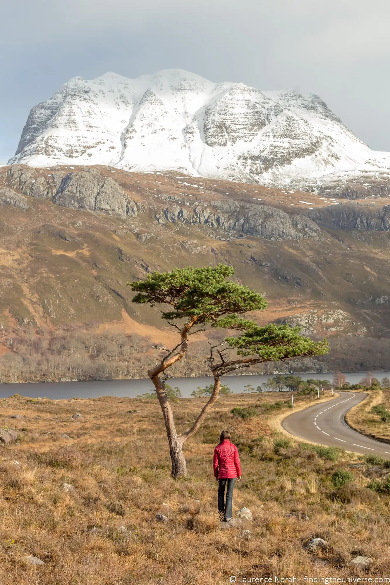 Lone pine Loch Maree