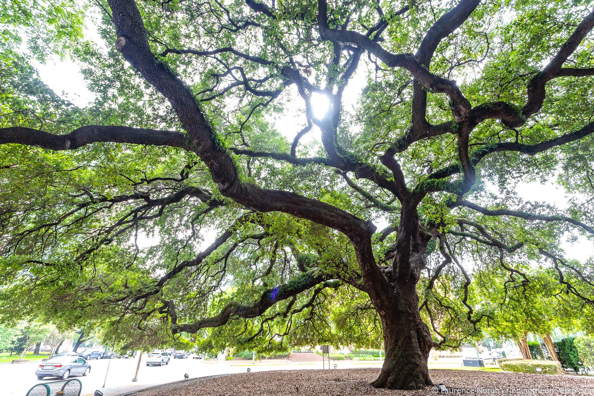 Tranquility Park Houston