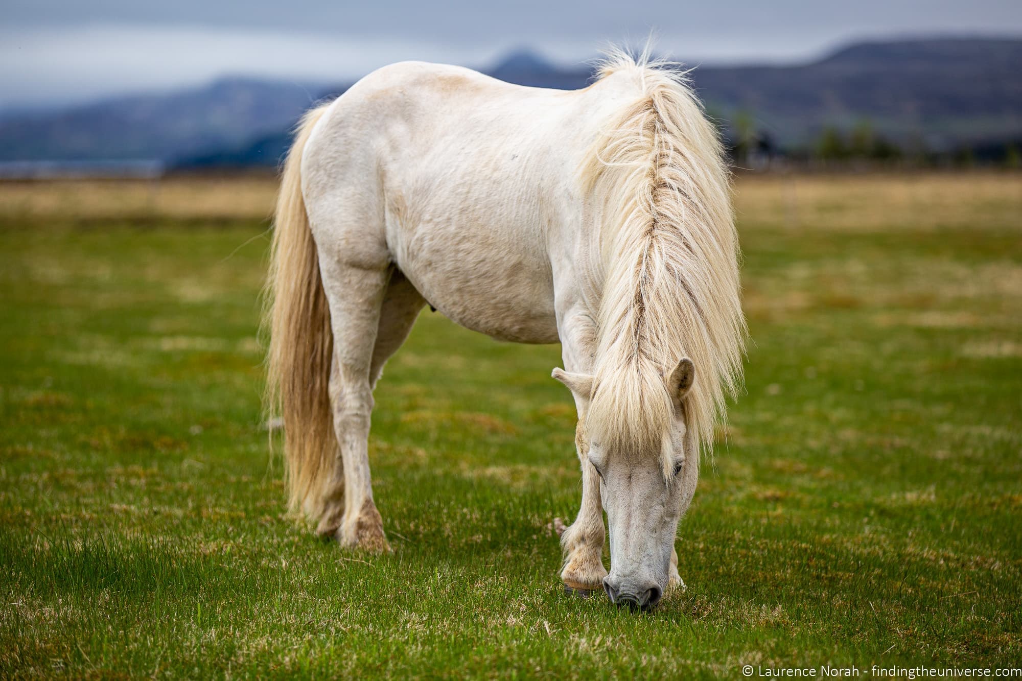 Icelandic Horse