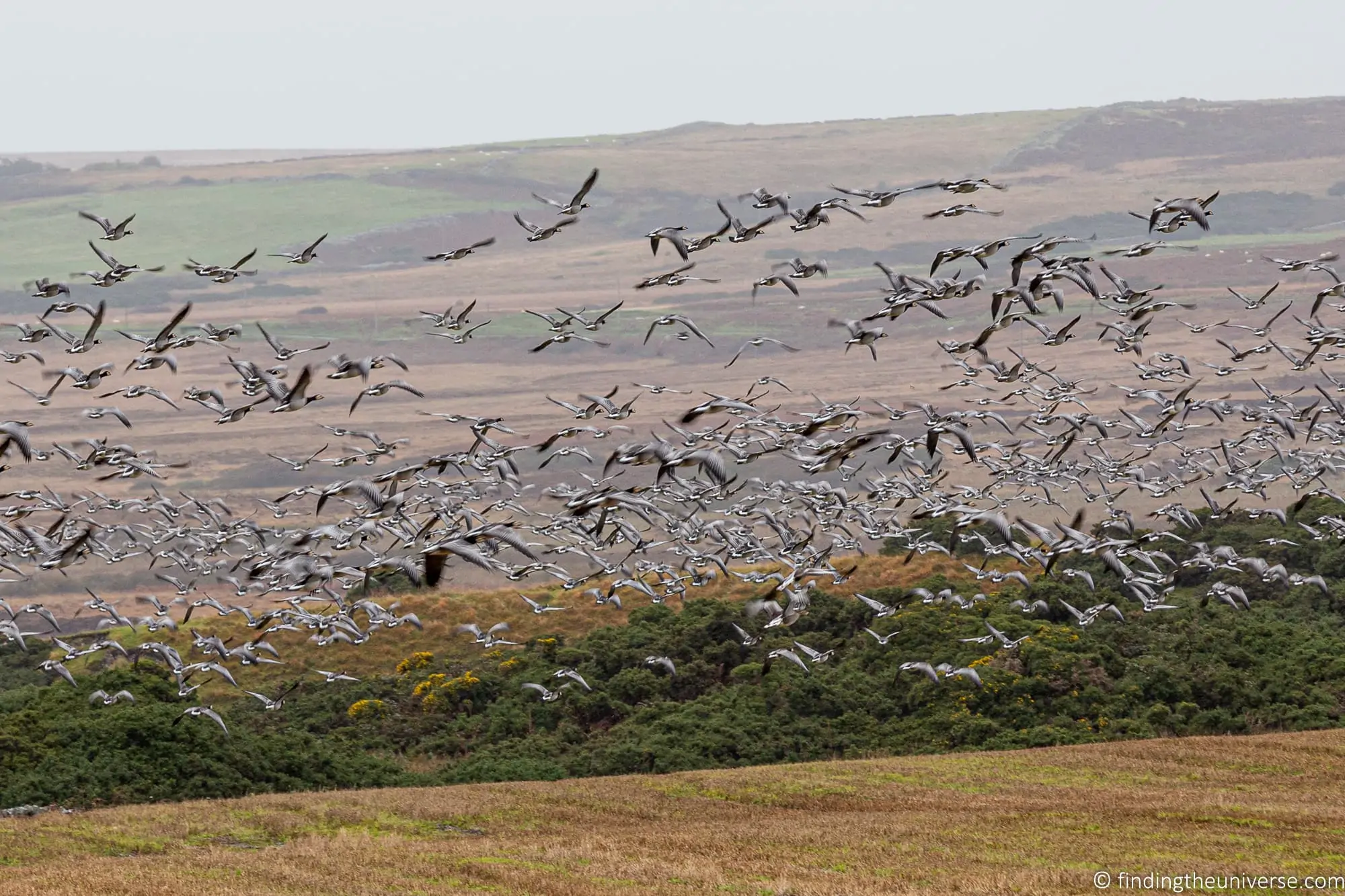 Barnacle geese on Islay