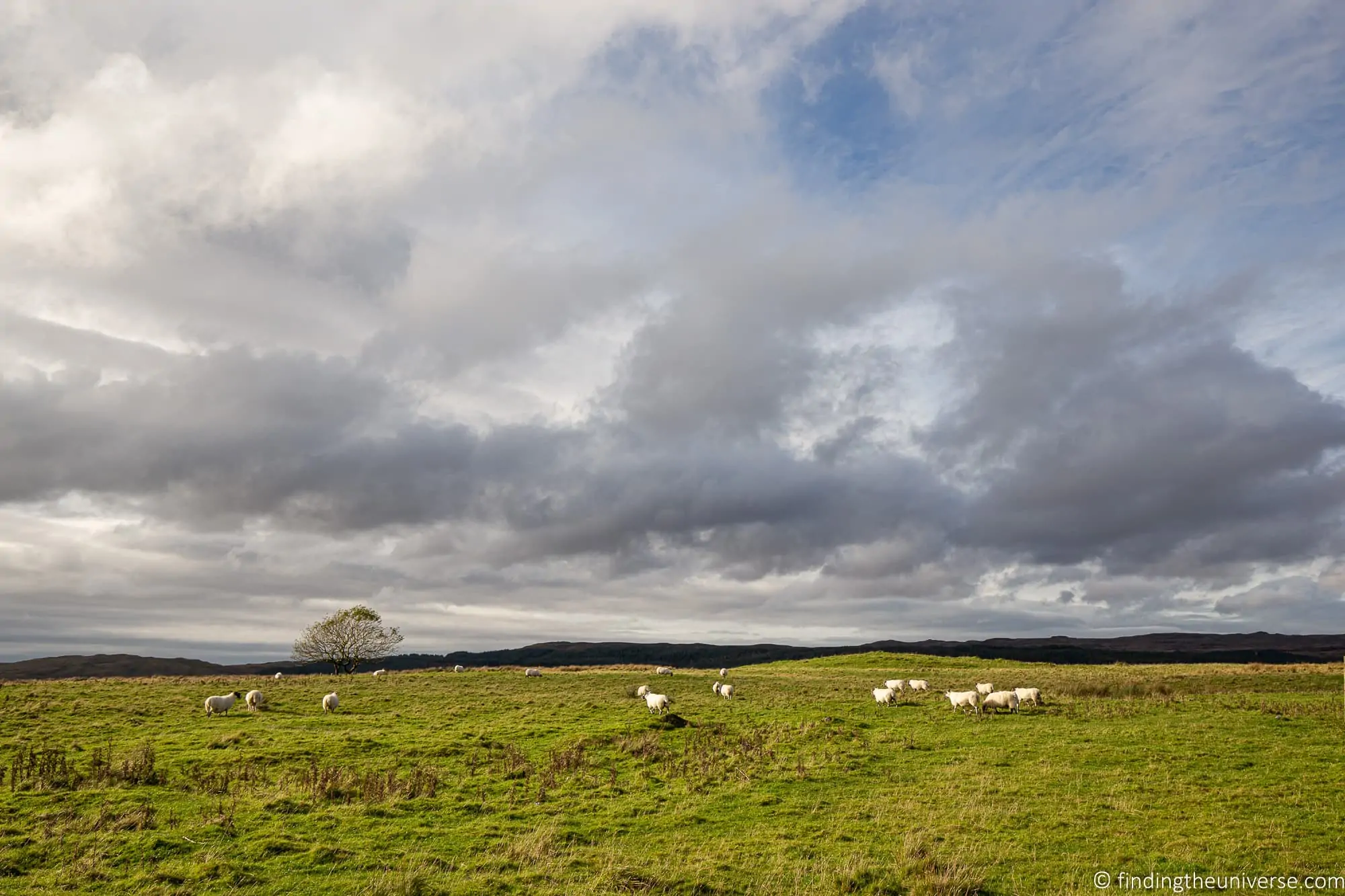 Sheep on Islay