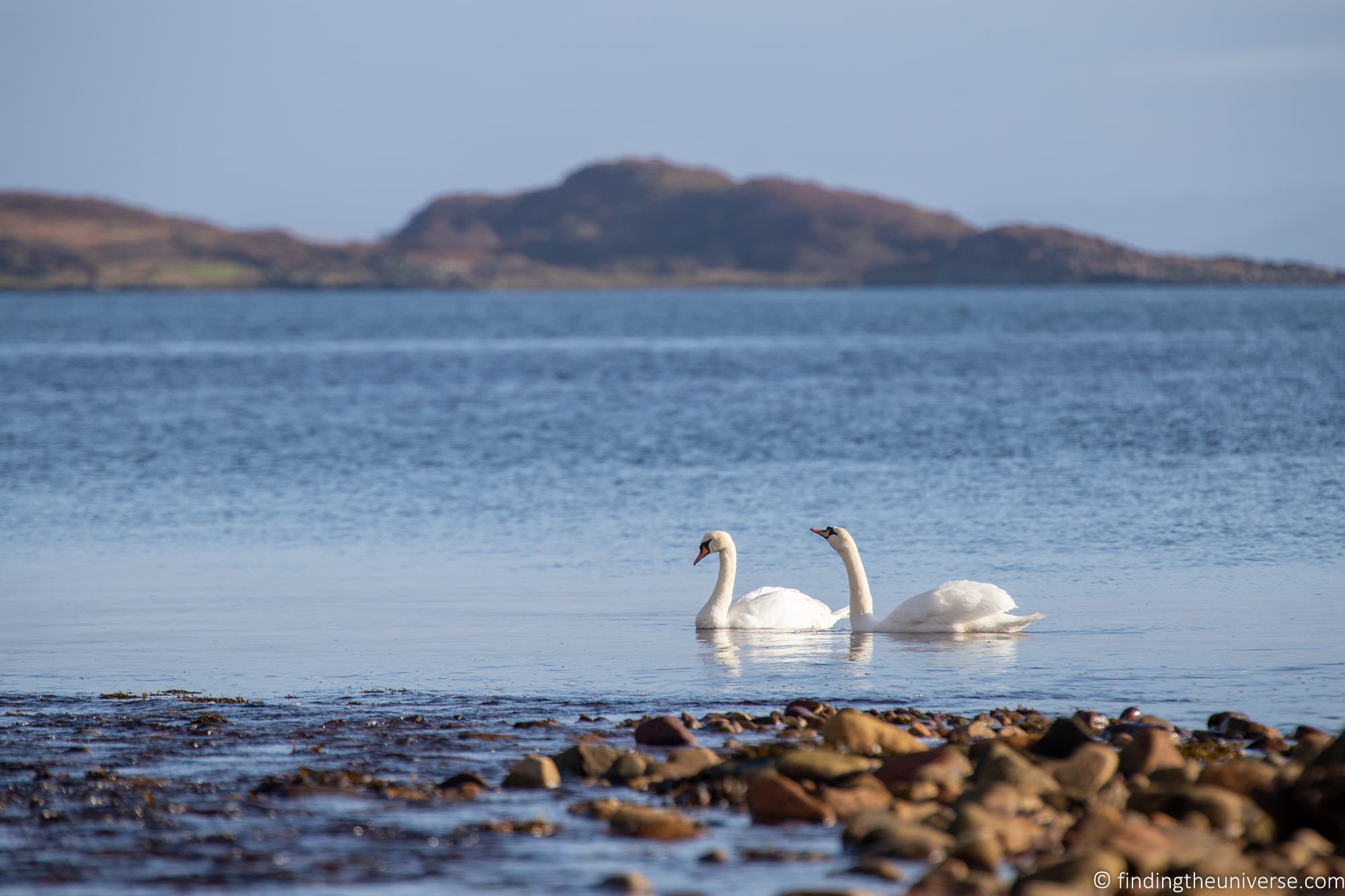 Swans on Jura