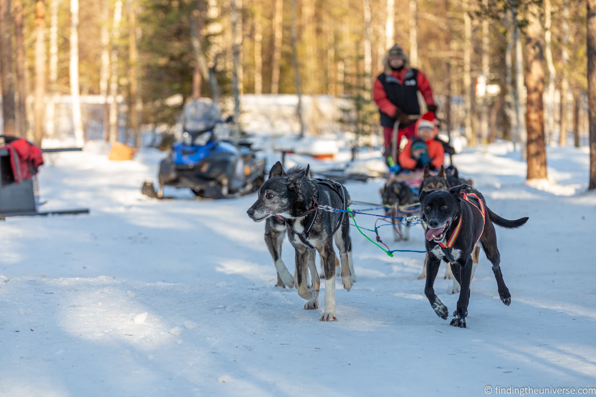 Husky sledding FInland