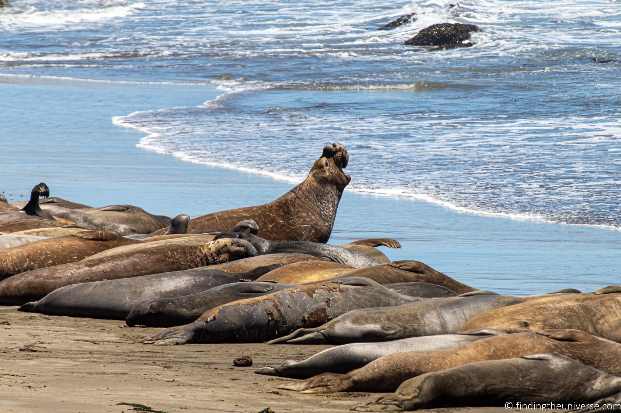 Elephant Seals Pacific Coast Highway