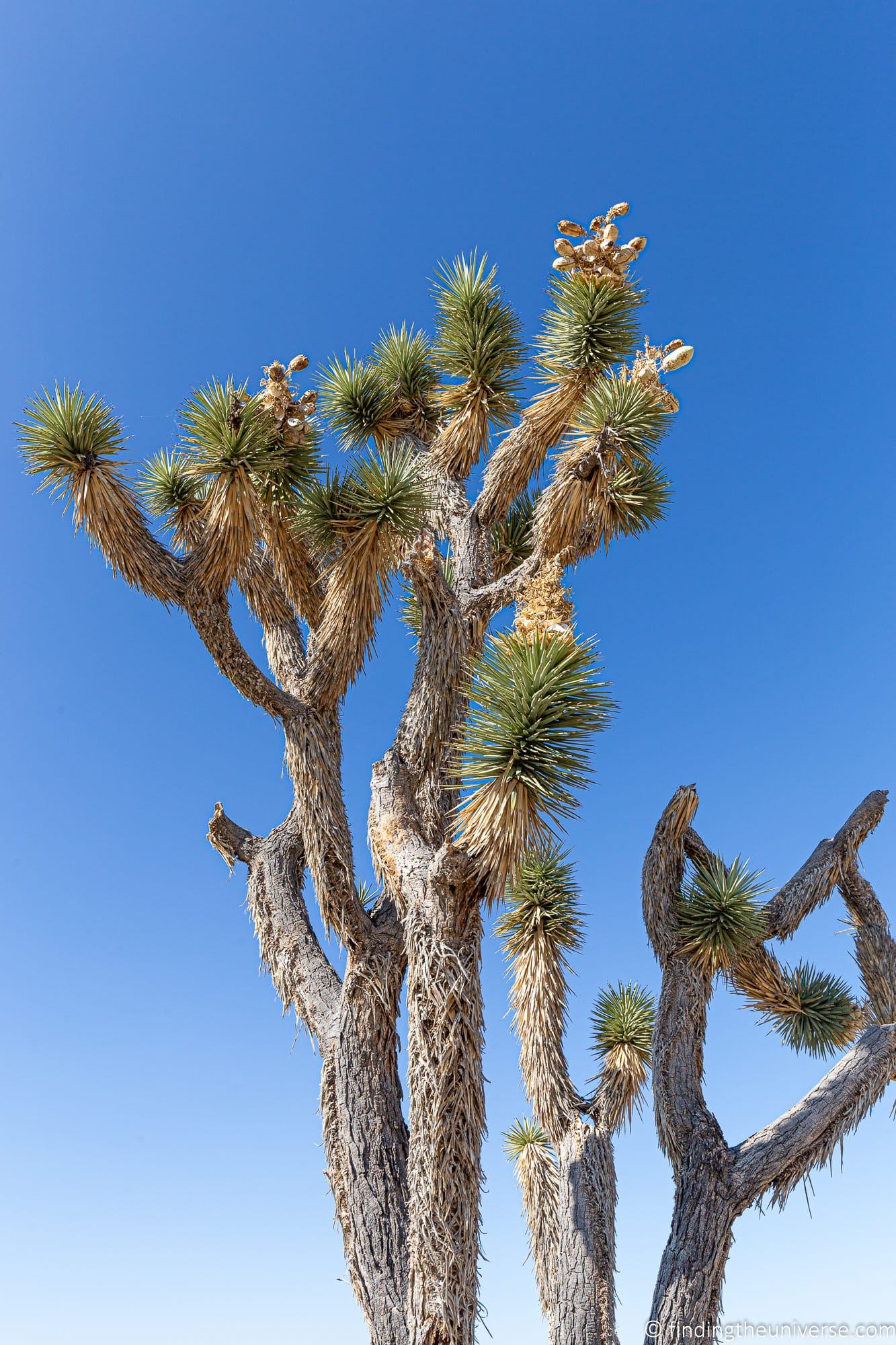 Joshua Tree