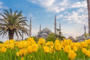 Blue mosque and flowers Istanbul