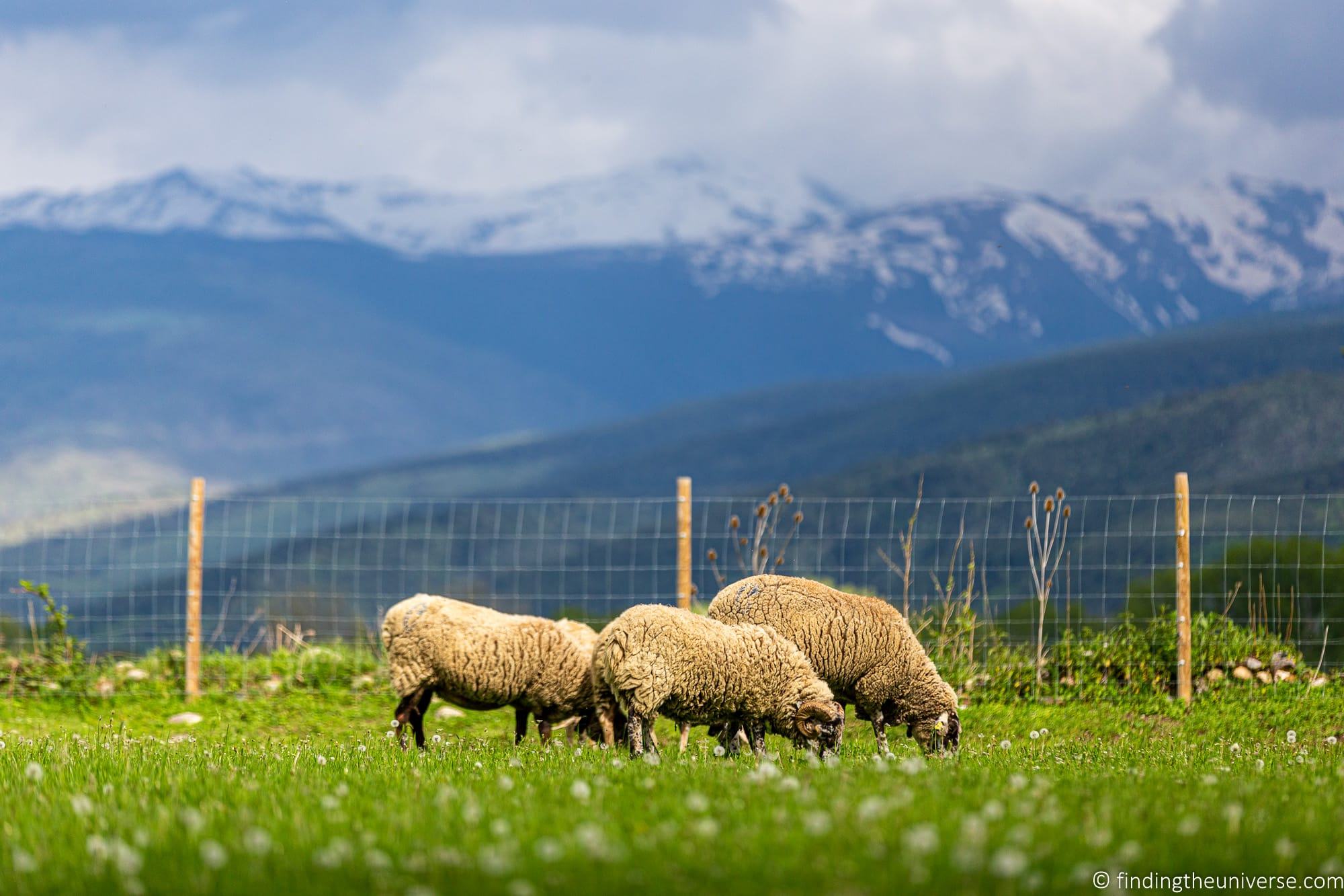 Sheep bokeh